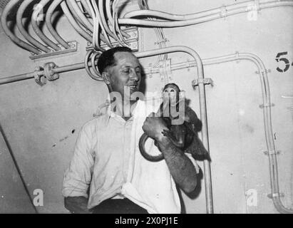 SERVIR CONTRE LES JAPONAIS. AOÛT 1945, PHOTOS ET CARICATURES D'HOMMES À BORD DES NAVIRES DANS LESQUELS ILS SERVENT EN EXTRÊME-ORIENT. - 'Stupid' est un singe poudreux, avec Royal Marine Albert Mason de Plymouth, dans le porte-avions HMS INDOMITABLE Banque D'Images