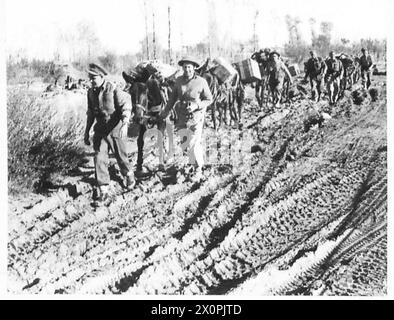 ITALIE : LES HUITIÈME TROUPES ZÉLANDAISES DE l'ARMYNEW AVANCENT AU-DESSUS DE LA RIVIÈRE SANGRO - Une équipe de mulets faisant leur chemin à travers la boue du lit de la rivière Sangro. Négatif photographique, Armée britannique Banque D'Images