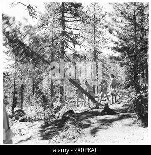 Un pin est abattu par la Société forestière de la Force volontaire chypriote pendant les opérations forestières. Négatif photographique de l'armée britannique. Banque D'Images