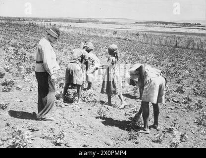 Une agricultrice blanche supervise un groupe de femmes africaines travaillant dans les champs, probablement au Kenya vers 1940. Négatif noir et blanc, seconde Guerre mondiale. Banque D'Images