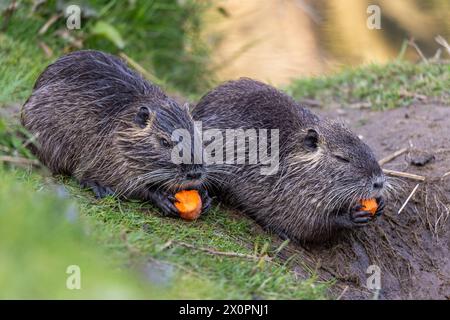 Deux jeunes nutriments ou coypus (Myocastor coypus) mangent un morceau de carotte sur la rive Banque D'Images