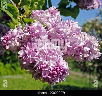 Hellrosa bluehender Fliederbusch, ein Syringa Hybrid, attraktives Ziergehoelz in Park und Garten Flieder *** arbuste lilas fleuri rose clair, un hybride Syringa, feuillage ornemental attrayant dans les lilas du parc et du jardin Banque D'Images