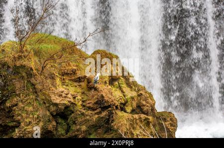 Canard japonais, canard de Barbarie sur une cascade dans le village de Rastoke, Croatie Banque D'Images