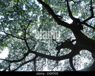 Fibonacci dans la nature Banque D'Images