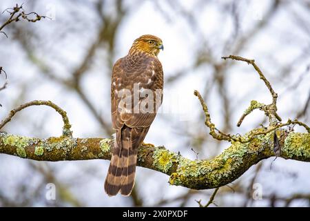 Magnifique Coopers Hawk juvénile portrait rapproché sur l'arbre Banque D'Images