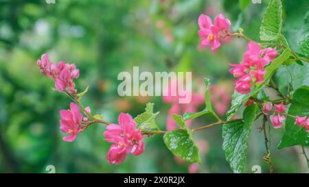 Arrière-plan fleurs roses tropicales fleurissant dans le jardin, Coral Vine ou Antigonon Banque D'Images