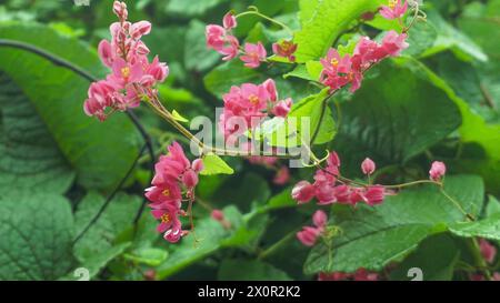 Arrière-plan fleurs roses tropicales fleurissant dans le jardin, Coral Vine ou Antigonon Banque D'Images