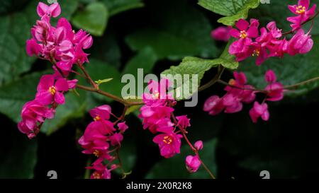 Arrière-plan fleurs roses tropicales fleurissant dans le jardin, Coral Vine ou Antigonon Banque D'Images