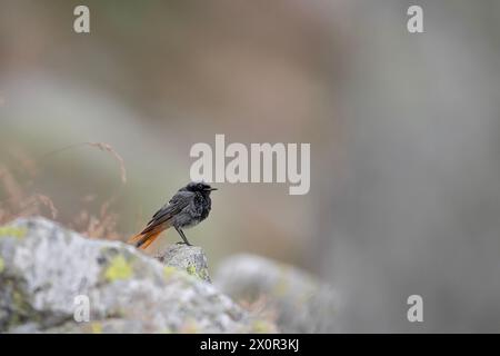 Jeune homme rouge noir, portrait artistique (Phoenicurus ochruros) Banque D'Images