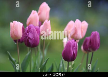 Têtes de tulipes rose pâle et violet foncé recouvertes de gouttes de pluie Banque D'Images