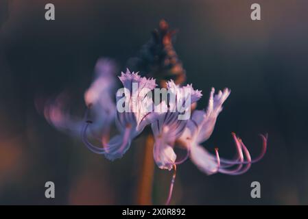 Un gros plan des délicates fleurs violettes d'Ocimum obovatum, ou Whiskers de chat. Cette fleur sauvage est indigène à l'Afrique australe Banque D'Images