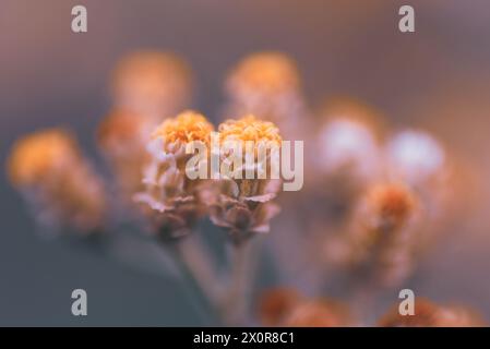 Gros plan d'un paquet de fleurs crème et jaunes appartenant à la plante de réglisse, Helichrysum petiolare. Il est indigène en Afrique du Sud Banque D'Images