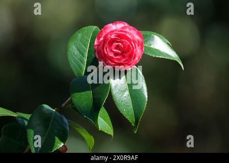 Fleur de camélia rouge avec des feuilles vertes sur un fond flou. Banque D'Images