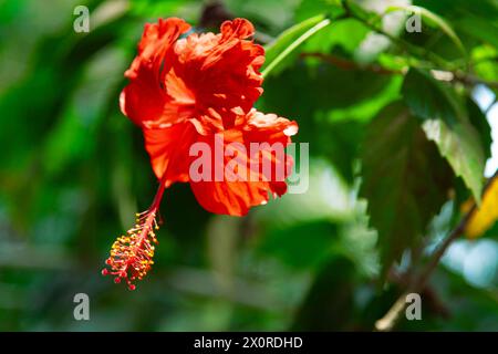 Vue rapprochée d'une fleur d'Hibiscus rouge vif pleine fleur sur un fond de feuilles vert flou Banque D'Images