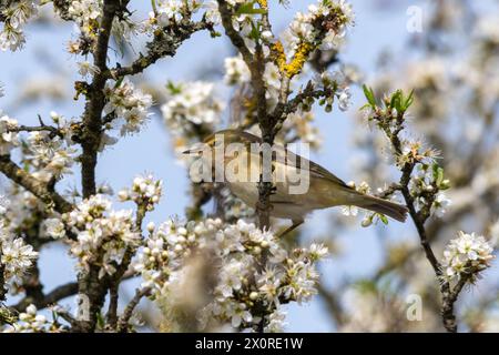 Oiseau Chiffchaff (Phylloscopus collybita) perché dans un arbre d'épine noire à fleurs blanches au printemps, Angleterre, Royaume-Uni Banque D'Images