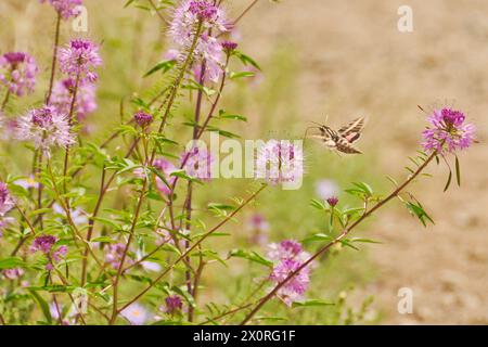 Sphinx blanchi-mouche de colibri buvant du nectar d'une plante d'abeille (Cleomella serrulata) au Colorado Banque D'Images
