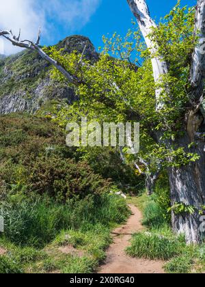 Sentier dans les montagnes brumeuses vertes couvertes de fleurs jaunes et de grands arbres sur le sentier de randonnée PR12 à Pico Grande l'un des plus hauts sommets dans le Banque D'Images
