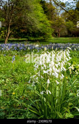 Vue panoramique sur les fleurs de printemps dans un bois. Chute de neige blanche en fleurs pliée (Galanthus plicatus) avec des cloches bleues dans le fond du parc. Banque D'Images