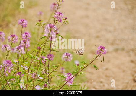 Sphinx blanchi-mouche de colibri buvant du nectar d'une plante d'abeille (Cleomella serrulata) au Colorado Banque D'Images