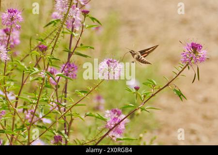 Sphinx blanchi-mouche de colibri buvant du nectar d'une plante d'abeille (Cleomella serrulata) au Colorado Banque D'Images