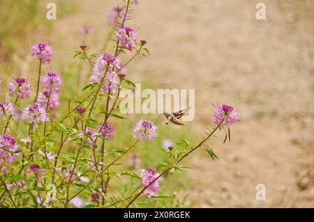 Sphinx blanchi-mouche de colibri buvant du nectar d'une plante d'abeille (Cleomella serrulata) au Colorado Banque D'Images