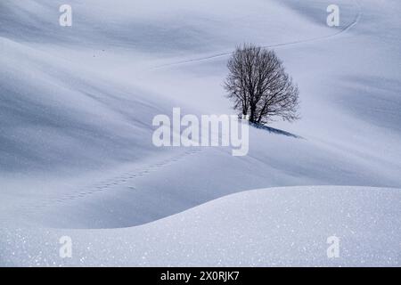 Campagne agricole vallonnée des pâturages enneigés et un arbre à Seiser Alm en hiver. Kastelruth Trentino-Haut-Adige Italie FB 2024 0792 Banque D'Images