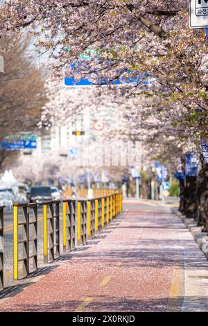 Séoul, Corée du Sud - 3 avril 2023 : Street at Yeongdeungpo Festival des fleurs du printemps de Yeouido, l'un des festivals annuels de fleurs de cerisier. Banque D'Images