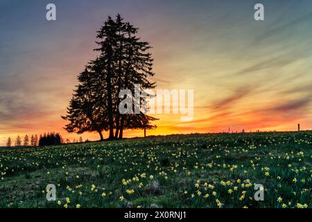 Europe, Suisse, Neuchâtel, vue des Alpes, Pass, tête de Ran, montagne, printemps, jonquilles, champs de jonquilles, Suisse française, Jura Banque D'Images