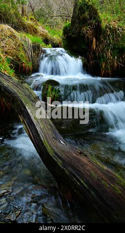 Ruisseau forestier en cascade Banque D'Images