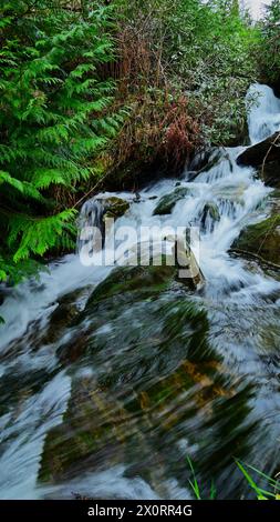 Ruisseau boisé en cascade à travers les bois Banque D'Images