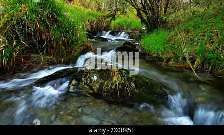 Ruisseau boisé en cascade à travers les bois Banque D'Images