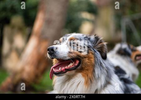 Jeune mâle merle couleur chien berger australien dans le jardin. Banque D'Images