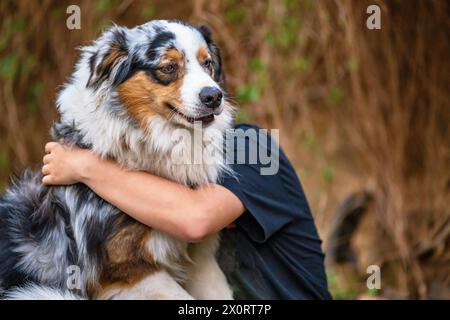 Fille (dont le visage est caché) embrassant son jeune chien berger australien dans le jardin. Banque D'Images