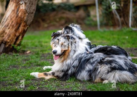 Deux jeunes bergers australiens allongés sur l'herbe du jardin. Formation pour mettre le chien vers le bas. Banque D'Images