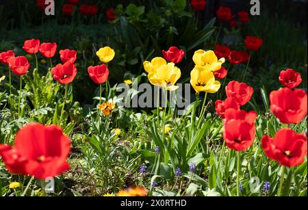 Tulipes rouges et jaunes aux feuilles vertes fraîches. Fleurs colorées printanières. Banque D'Images