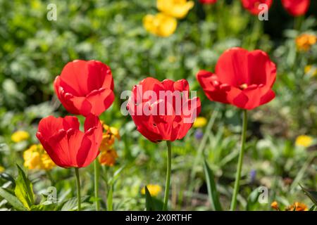 Tulipes rouges et jaunes aux feuilles vertes fraîches. Fleurs colorées printanières. Banque D'Images