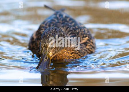 Canard colvert femelle mignon nageant à la surface de l'eau (Anas platyrhynchos) Banque D'Images