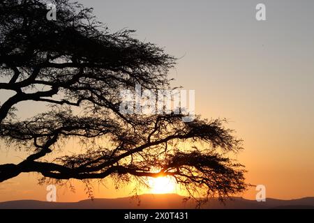 Magnifiques couchers de soleil africains pris dans le Lowveld Mpumalanga. Les teintes dorées et le ciel africain s'enflamment : explorez la magie du coucher de soleil au cœur de l'Afrique Banque D'Images