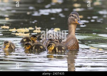 Poule colvert avec des nouveau-nés sur un étang de canards (Anas platyrhynchos) Banque D'Images