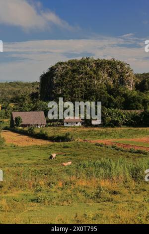 166 ferme au pied d'une petite formation mogote -karstique- dans la vallée de la Valle de Viñales, avec très peu de cultures visibles et quelques pâturages de bétail. Cuba. Banque D'Images