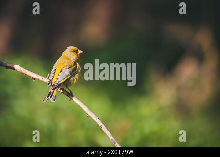 Mâle eurasien verdfinch (chloris chloris) Banque D'Images