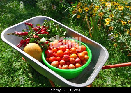 Brouette avec tomates, poivrons et melon cultivés dans le jardin Banque D'Images
