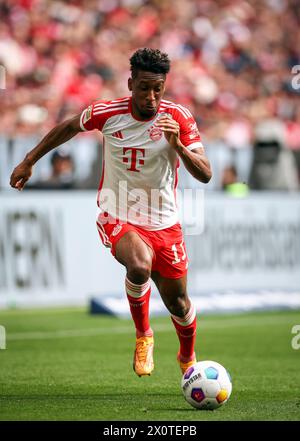 Kingsley Coman du Bayern Muenchen MUNICH, ALLEMAGNE - 13 AVRIL : match de Bundesliga entre le FC Bayern MŸnchen et 1. FC Kšln à l'Allianz Arena le 13 avril 2024 à Munich, Allemagne. FC Bayern Muenchen - 1 FC Kšln Fussball 1 . Bundesliga saison 2023 / 2024 © diebilderwelt / Alamy Stock Banque D'Images