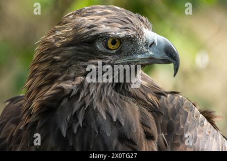 Gros plan d'un aigle doré () au zoo de Birmingham à Birmingham, Alabama. (ÉTATS-UNIS) Banque D'Images