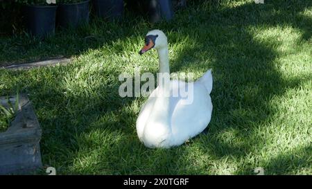 Hollywood, Californie, USA 9 avril 2024 Swan au cimetière Hollywood Forever le 9 avril 2024 à Hollywood, Californie, USA. Photo de Barry King/Alamy Stock photo Banque D'Images