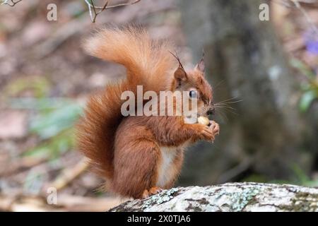 Écureuil roux (Sciurus vulgaris) dans une forêt du pays de Galles Banque D'Images