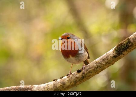 Close up portrait of a little Robin (Erithacus rubecula aux abords d'oiseaux) Banque D'Images
