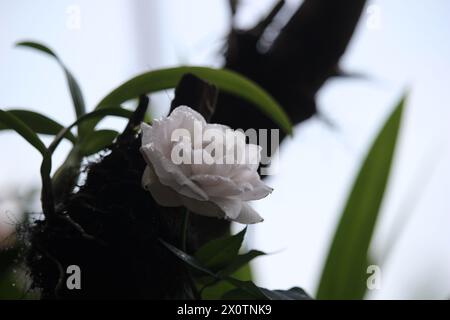 gros plan de roses blanches près de plantes d'orchidée avec un fond flou Banque D'Images