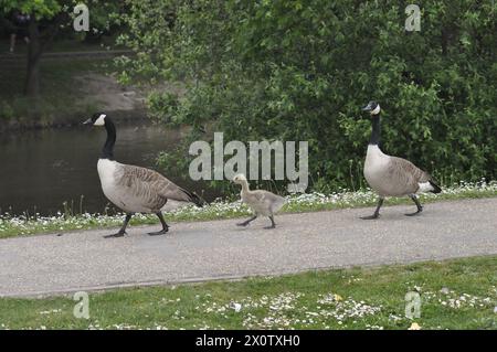 Famille de bernaches du Canada (une promenade dans le parc) Banque D'Images