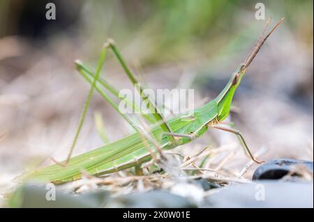 Acrida conica, le géant vert oblique, est une espèce de sauterelle trouvée en Australie et en Nouvelle-Guinée Banque D'Images